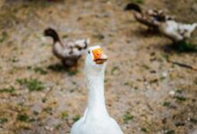 Brasil proíbe produção e venda de foie gras