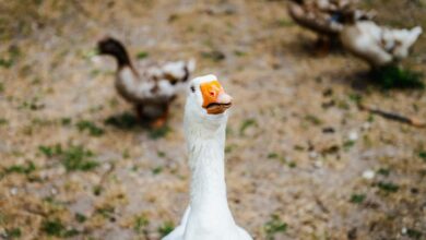 Brasil proíbe produção e venda de foie gras